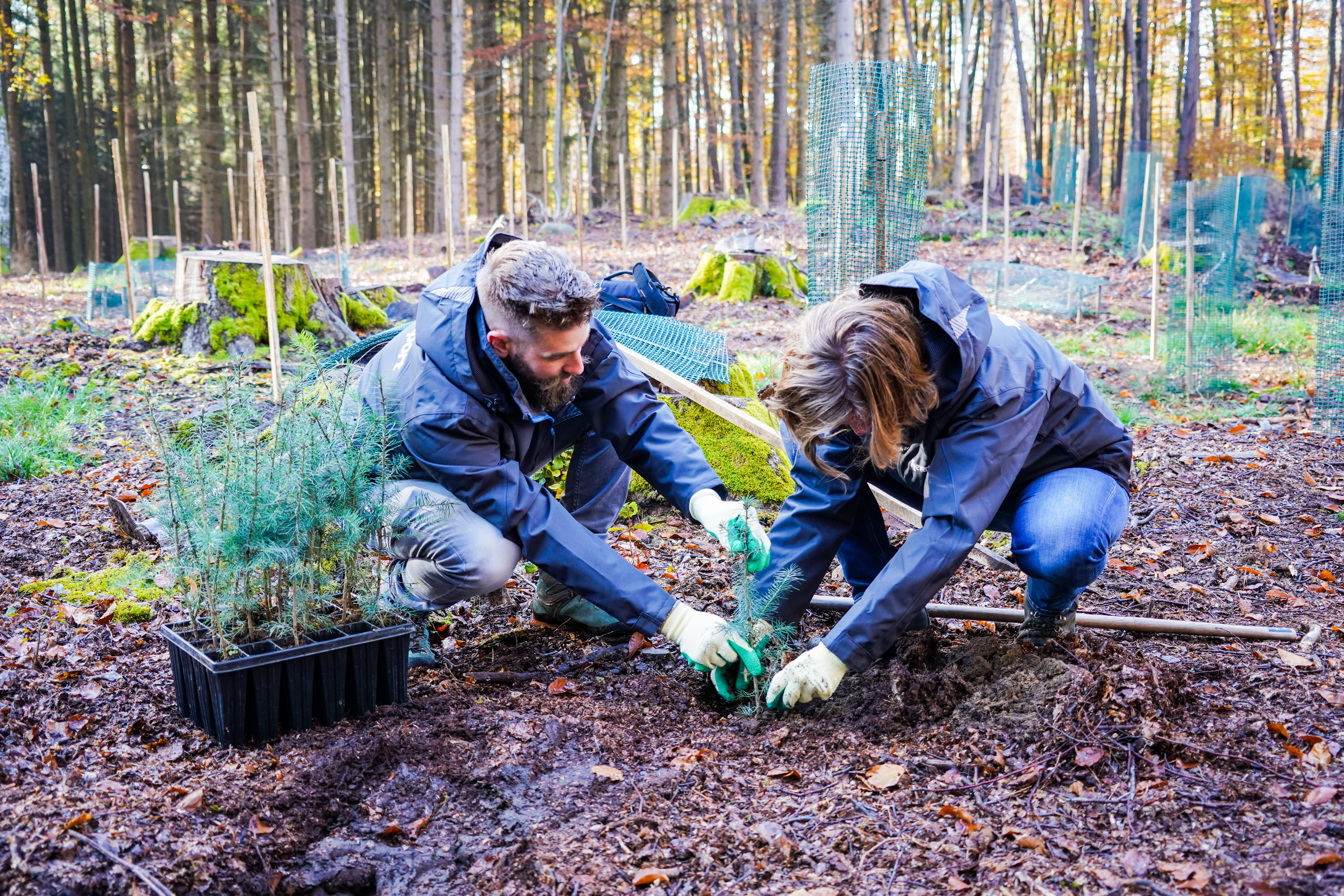 Plantation d'arbre