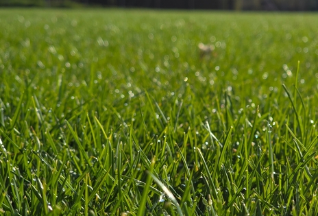 Unterhalt Naturrasen