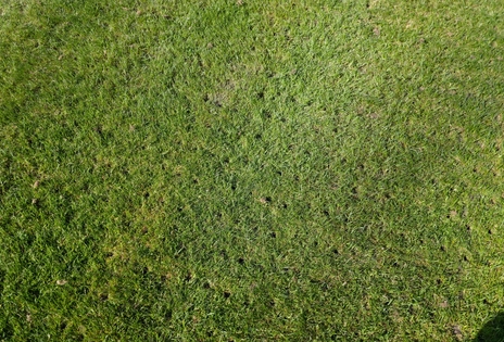 Unterhalt Naturrasen