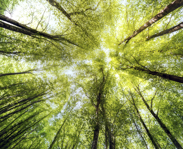 forêt plantation