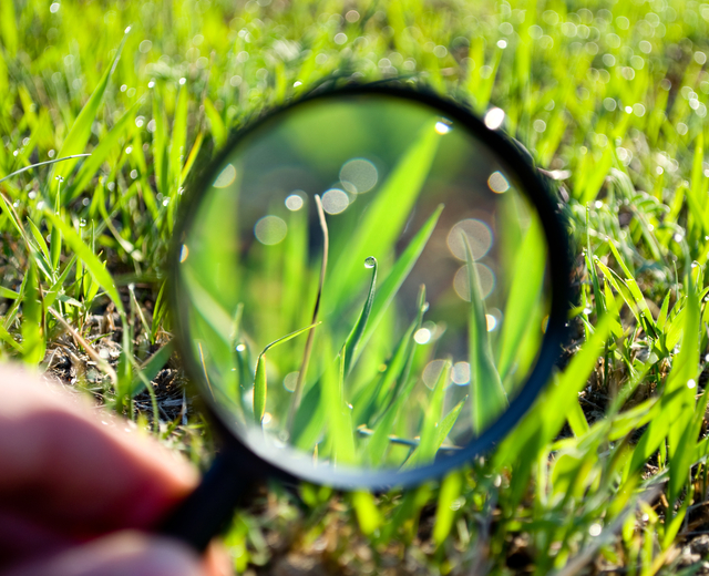 Vigilance gazon loupe