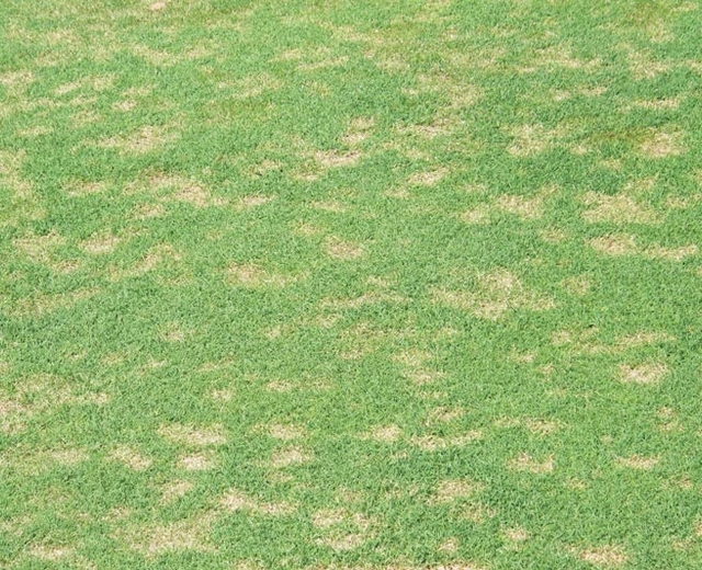 realsport dollar spot