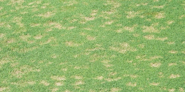 realsport dollar spot